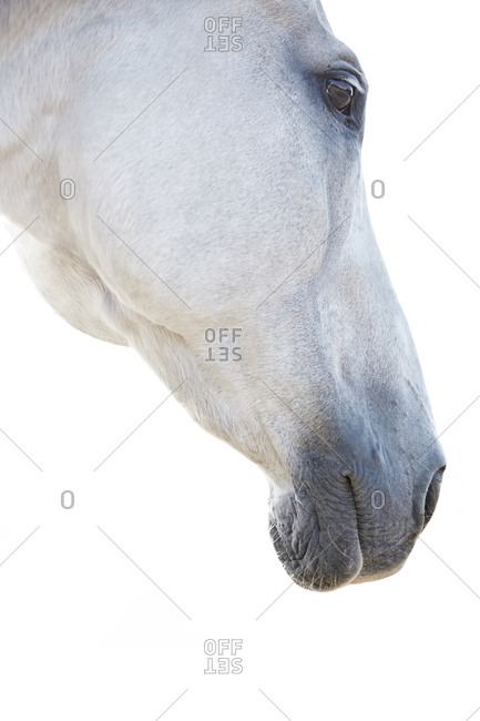 Side view of a muzzle of a white horse
