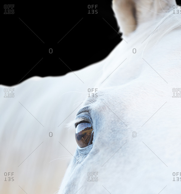 Close-up of eye of horse