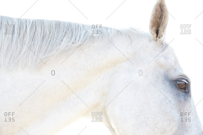 Profile of a white horse