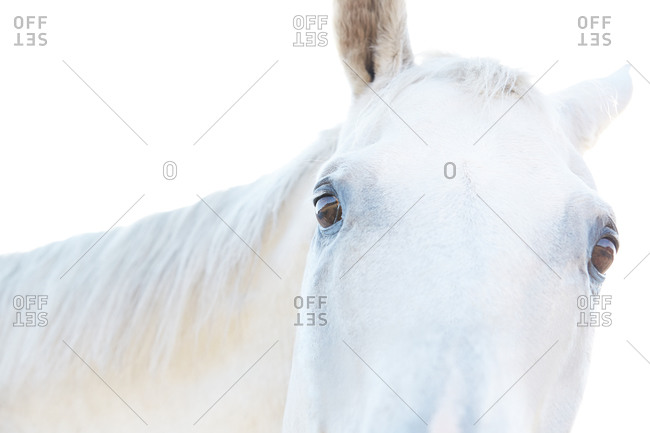 Portrait of a white horse