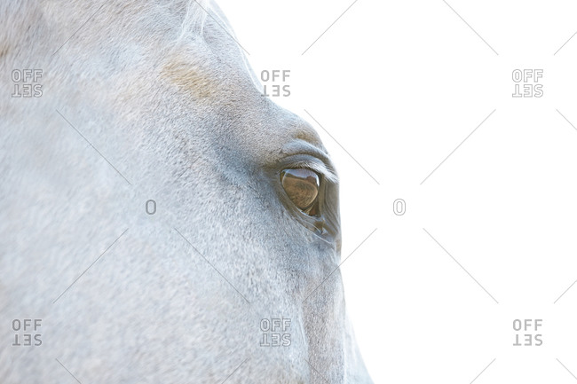 Detail of eye of a horse