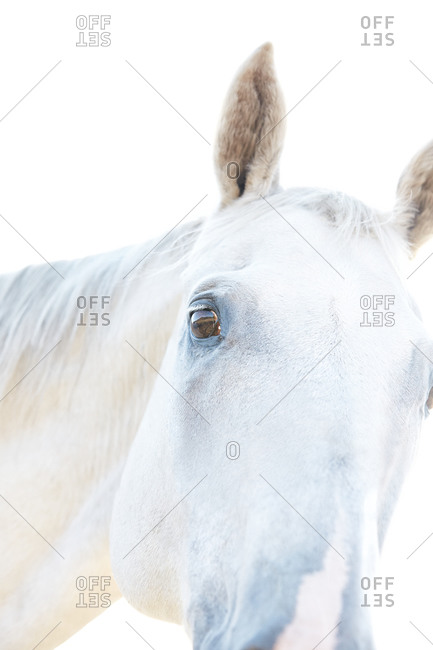 Low angle view of a horse head