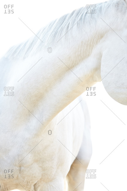 Low angle view of muscular neck of a white horse