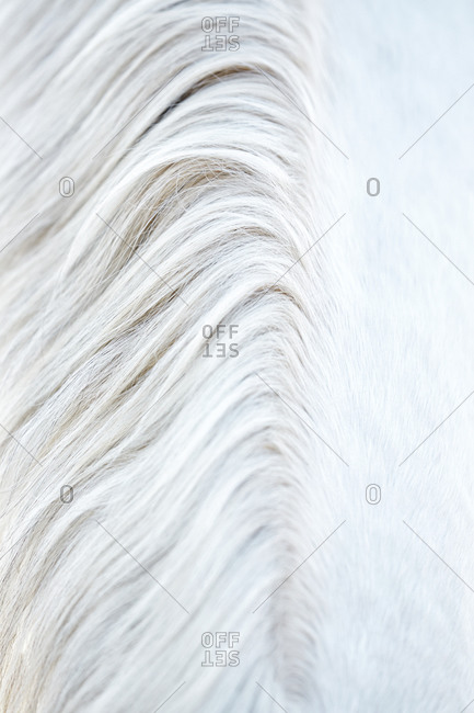 High angle view the mane of a horse