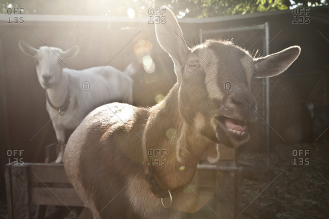 A goat bleats at a farm