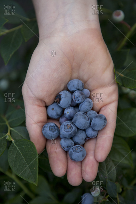 A hand displays blueberries