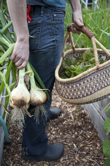 A woman harvests vegetables