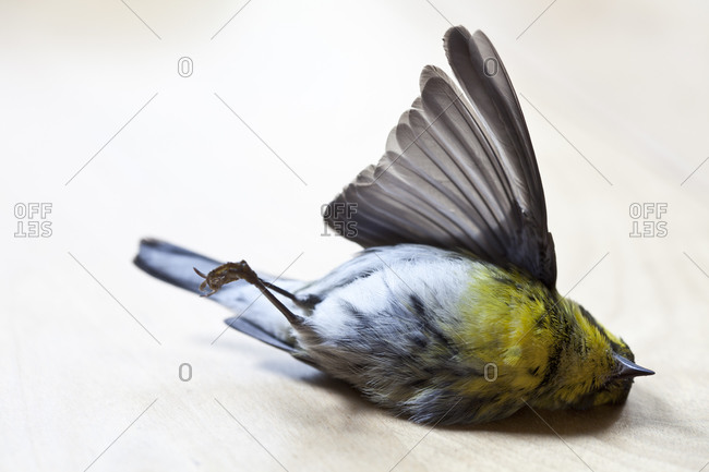 A dead bird lies on a table