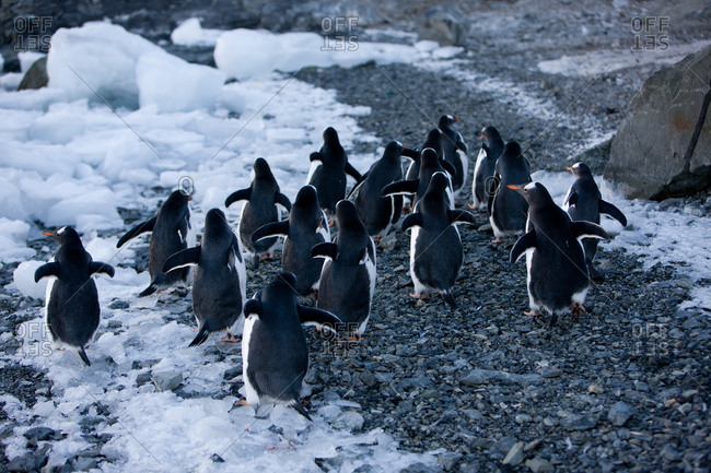 Penguins Running