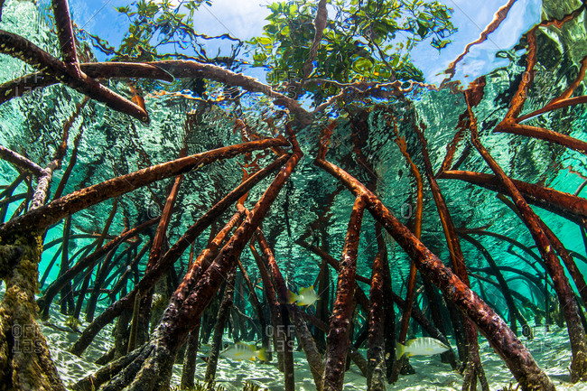 mangroves roots