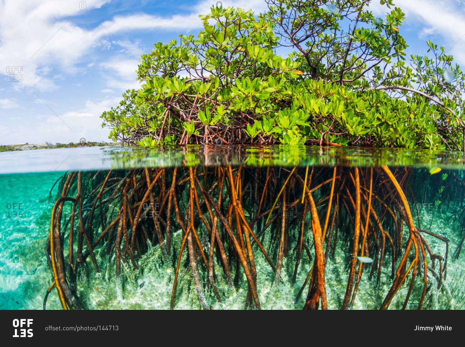 Мангровые деревья на Мальдивах