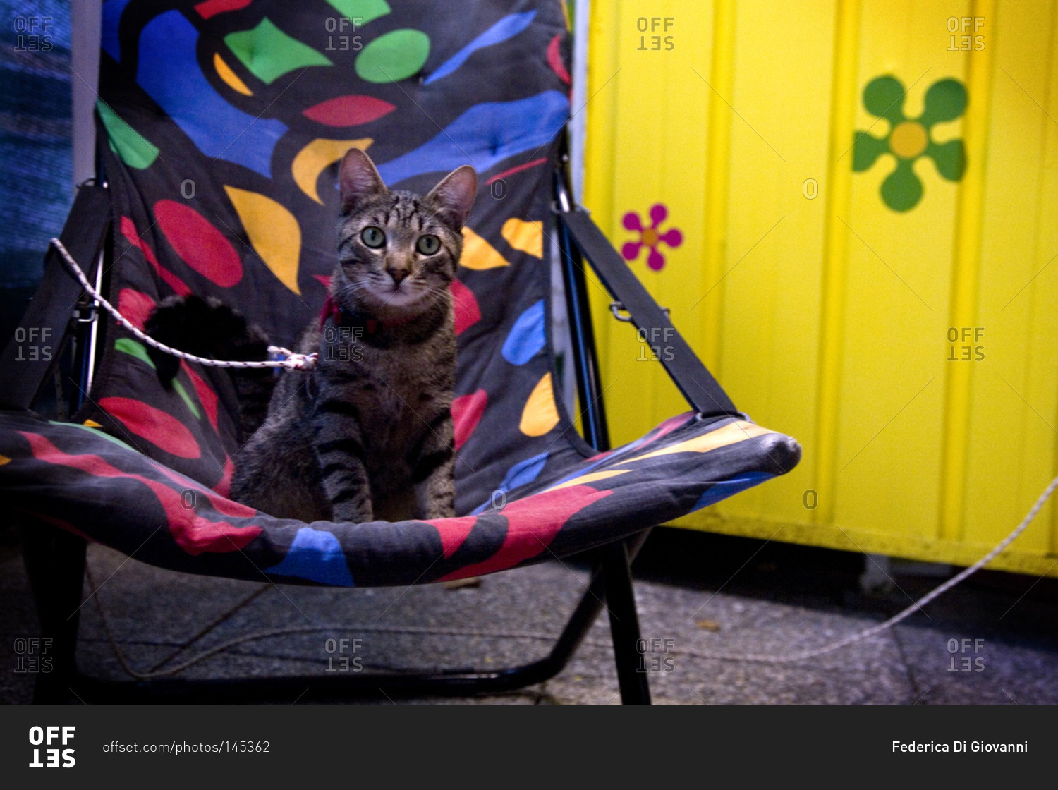 A cat sits on a travel chair at an Italian campsite, Torre del Lago, Italy