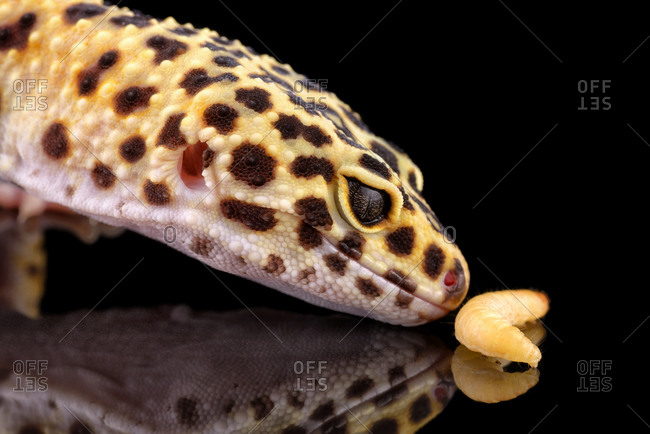 Leopard gecko, Eublepharis macularius, and larva