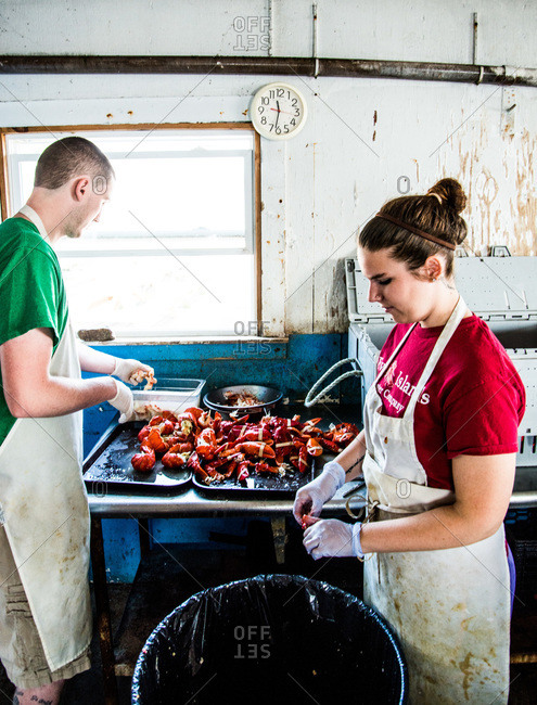 Maine, USA -  August 2013: Chefs preparing lobsters in a kitchen