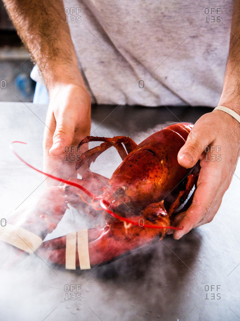 Man preparing a steaming lobsters on a countertop