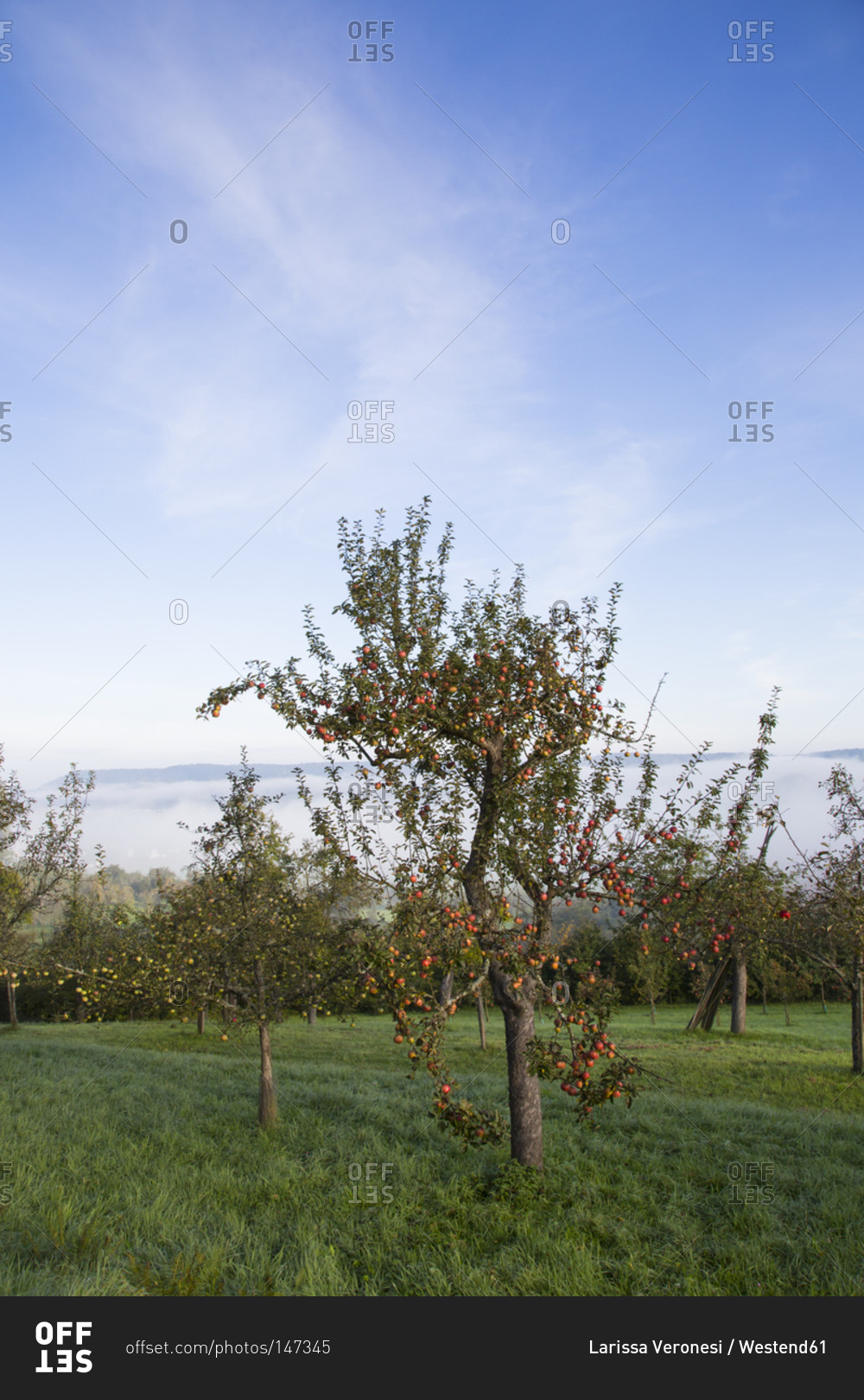 Neckar Valley, apple trees