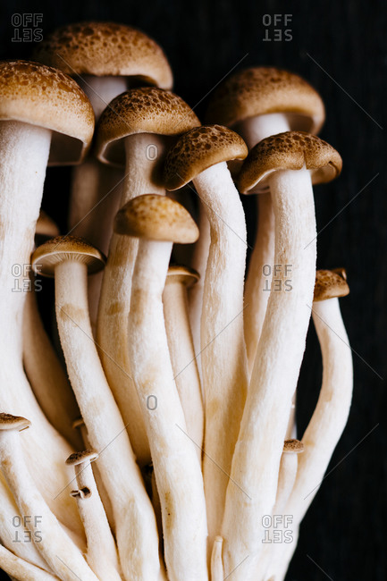 Close up bunch of beech mushroom