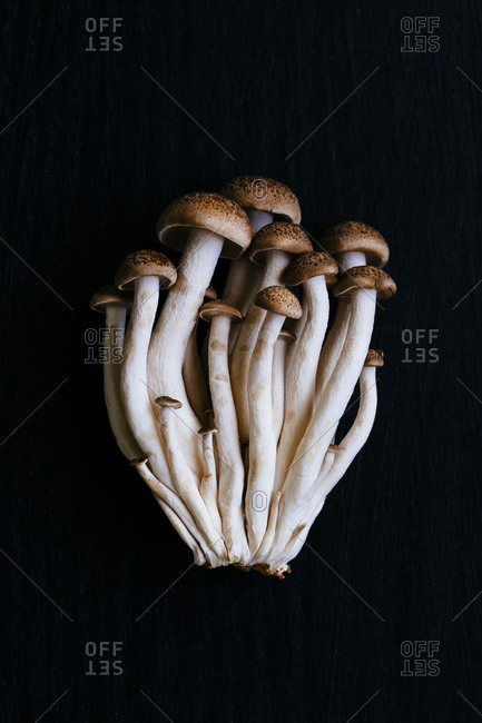 A bunch of beech mushroom