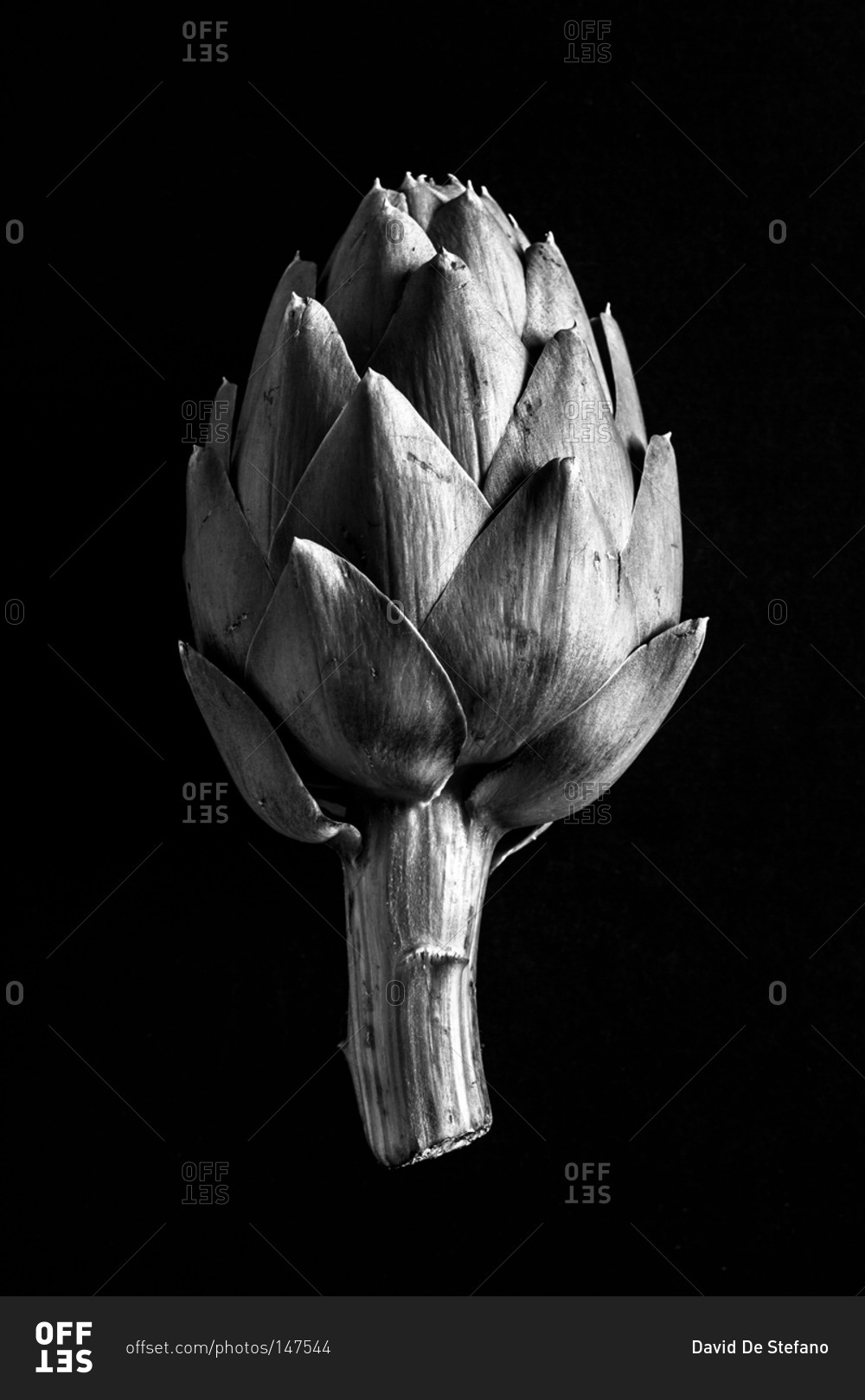 Artichoke in black and white stock photo OFFSET
