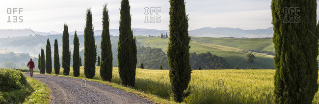 Man walking along cypress-lined road in Tuscany