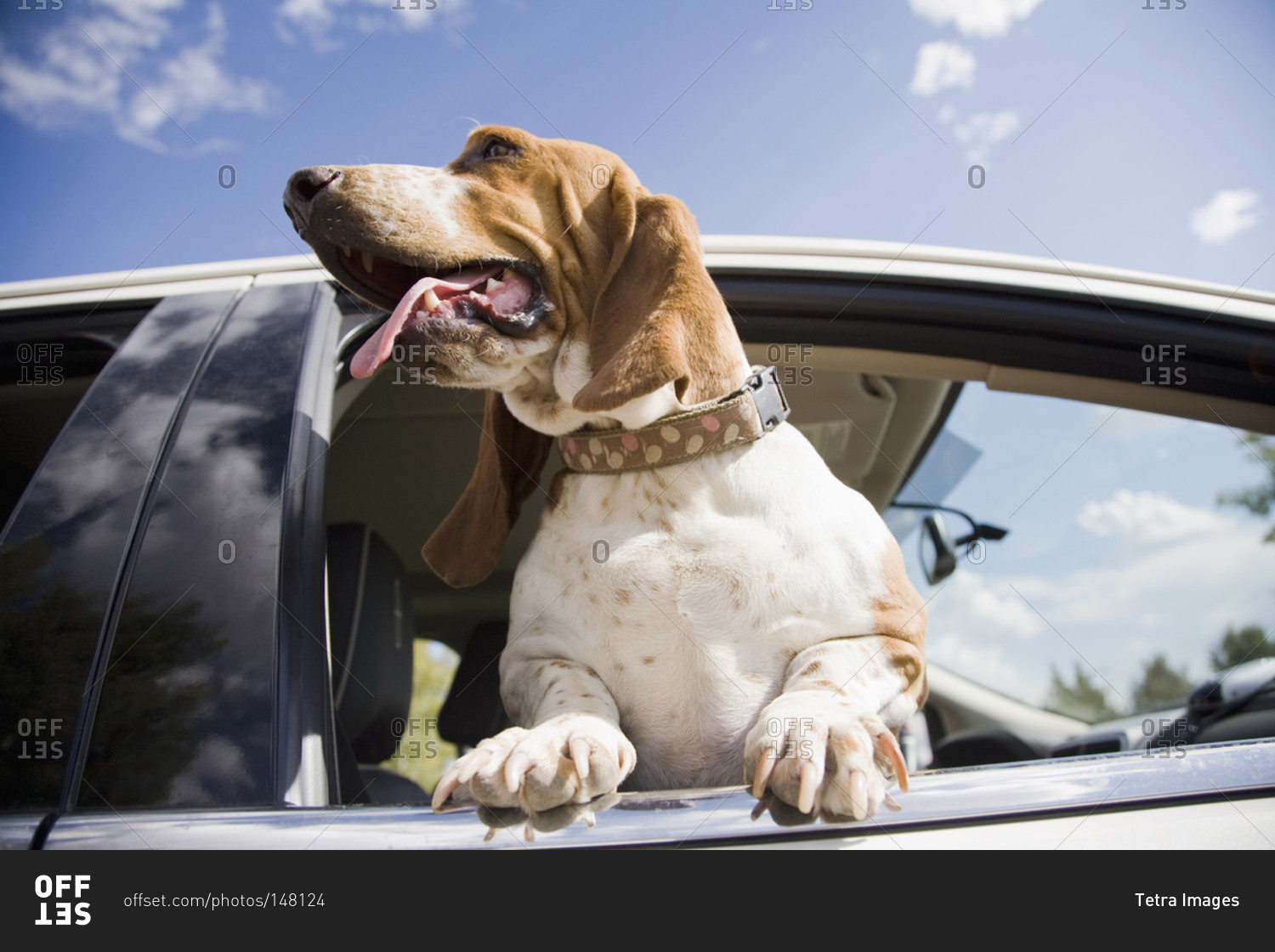 Cars dogs. Собаку тошнит в машине. Жара в автомобиле. Собака в машине дождь. Собаку укачивает в машине.