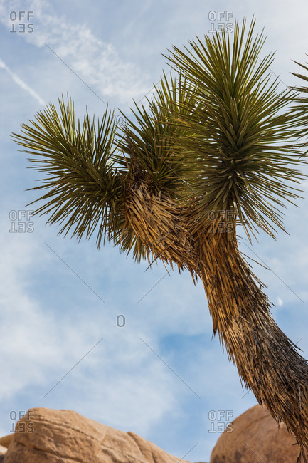 Low angle view of tree, Joshua Tree National Park, Nevada, USA