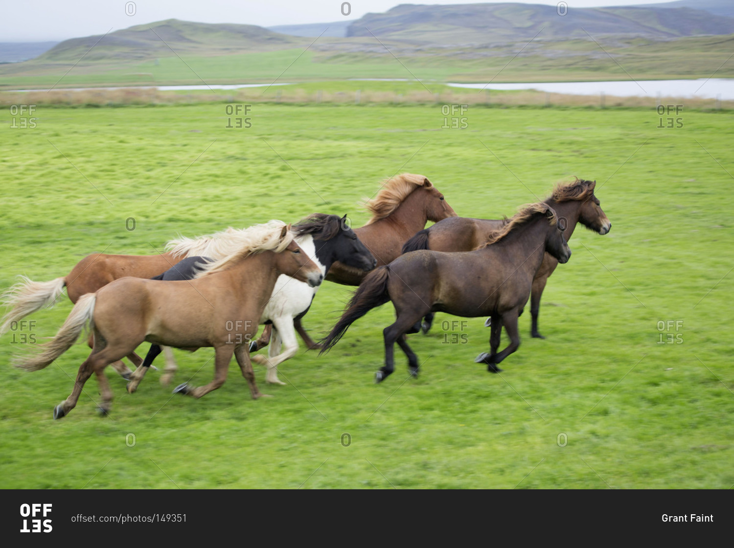 Wild ponies running in a group