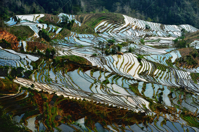 Terraced hillsides, China stock photo - OFFSET