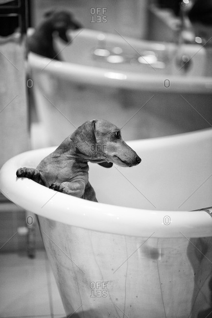 Dachshund in a bathtub