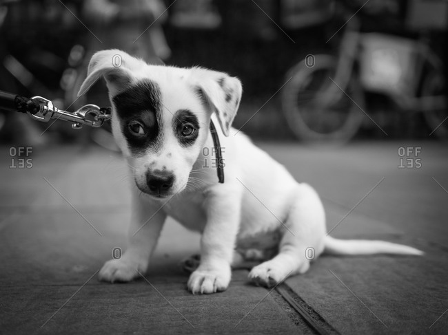 Close up of a puppy on a leash