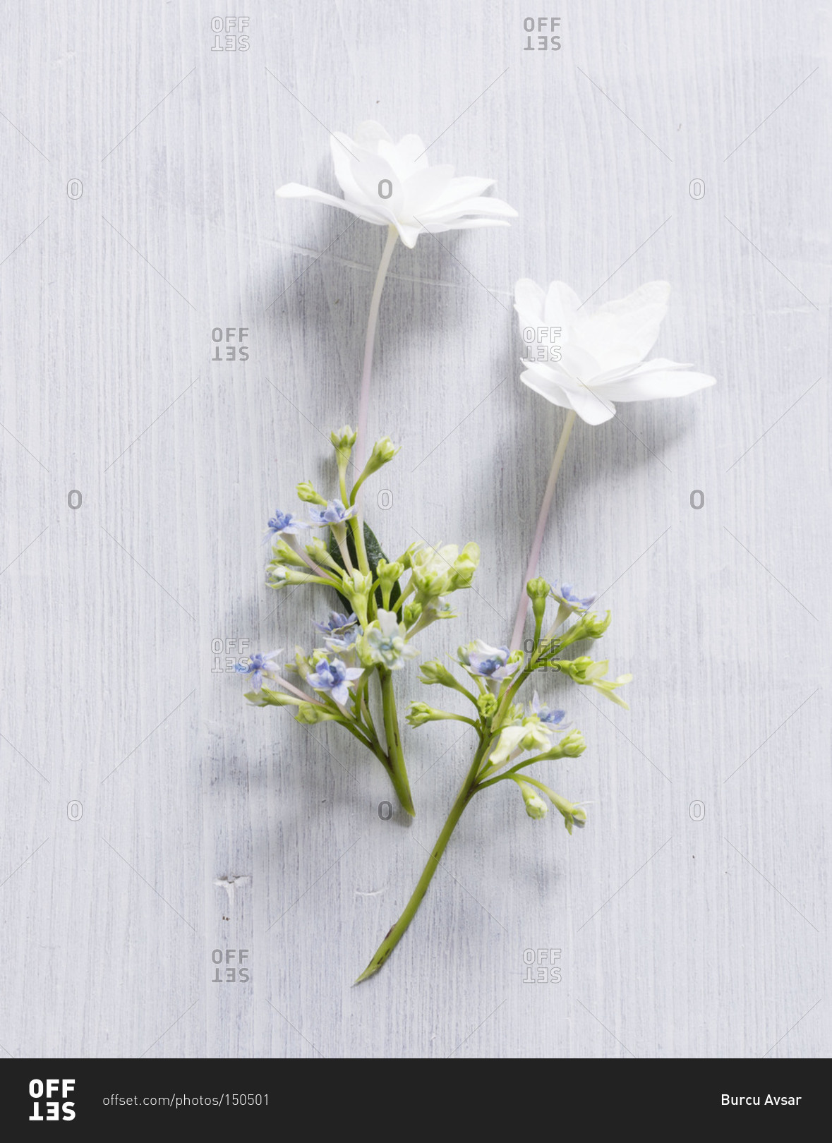 Studio shot of edible white flowers