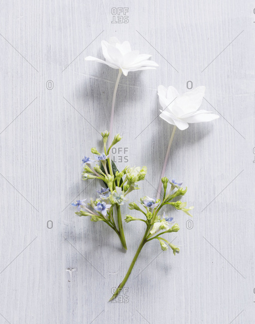 Studio shot of edible white flowers