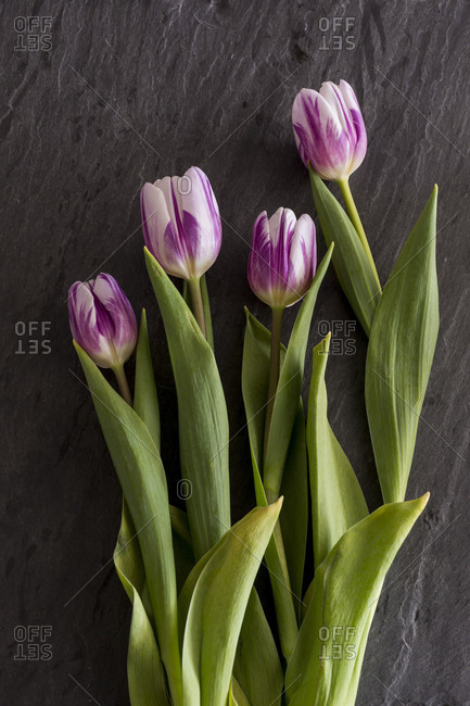 Studio shot of purple & white tulips
