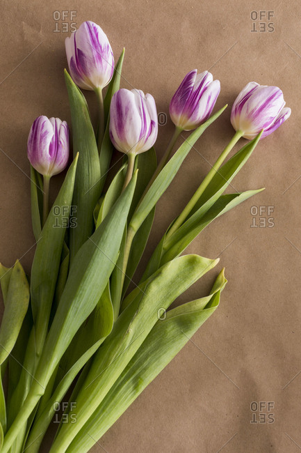 Studio shot of purple & white tulips in bloom