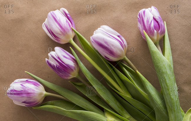 Purple & white tulips in bloom