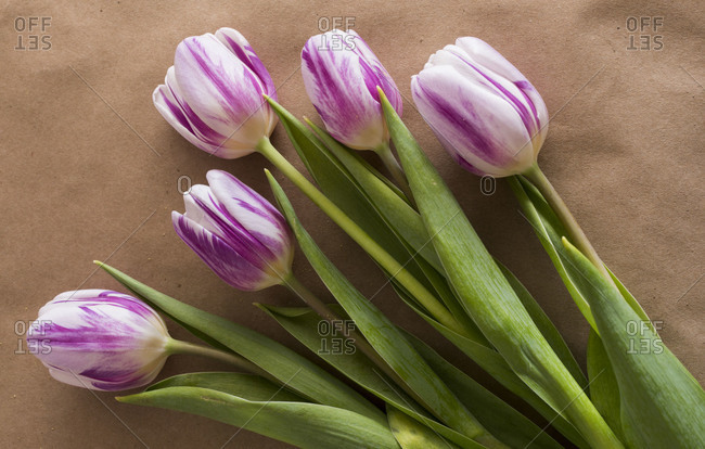 Studio shot of four purple & white tulips
