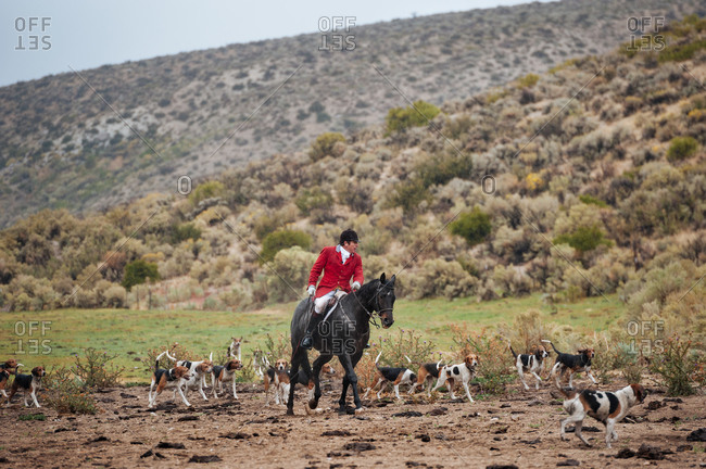 Reno, Nevada, USA - September 28, 2013: Rider dressed in formal traditional hunt outfits riding horses in the Nevada desert with a pack of hounds, USA