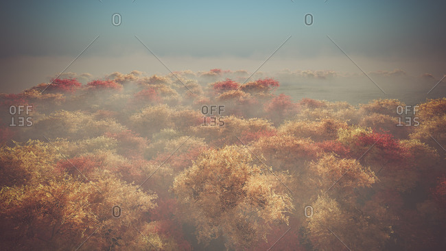 Aerial of autumn forest in the mist