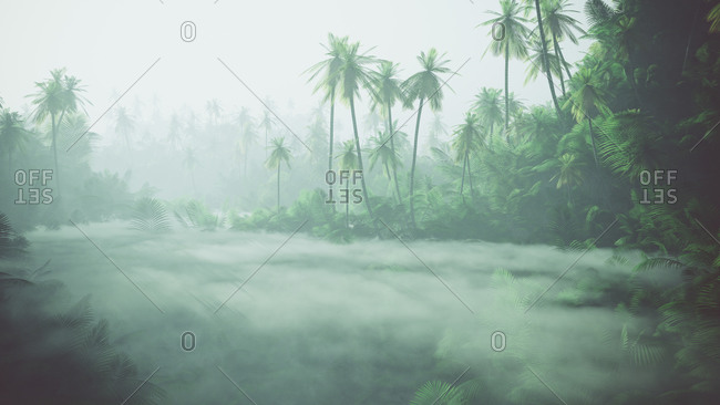 Misty lake in jungle with palms