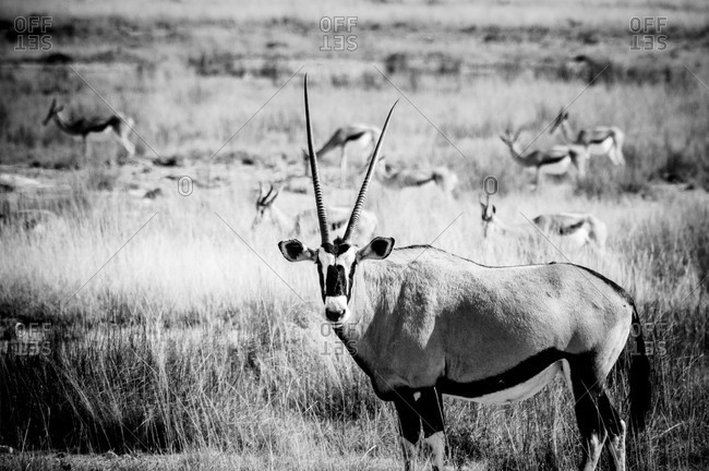 Oryx and springbok in Etosha National Park, Namibia