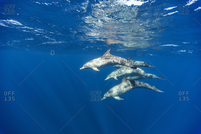 Atlantic spotted dolphins - Offset Collection