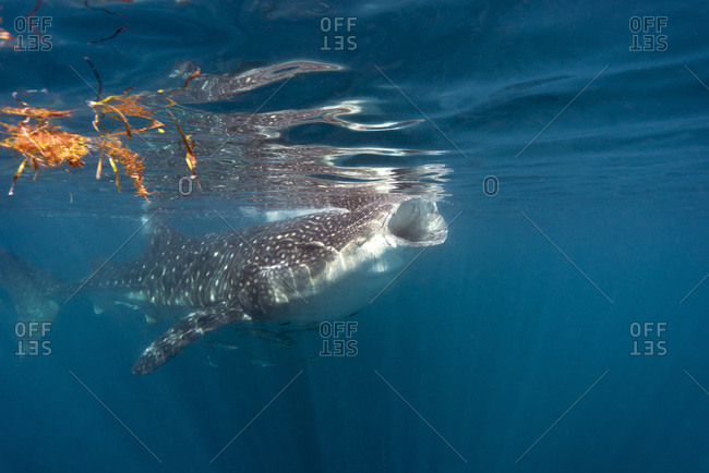 plankton stock photos - OFFSET