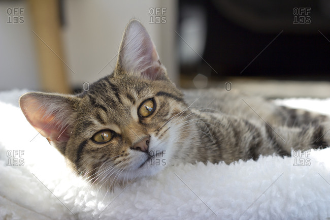 Portrait of a cat lying on white cushion
