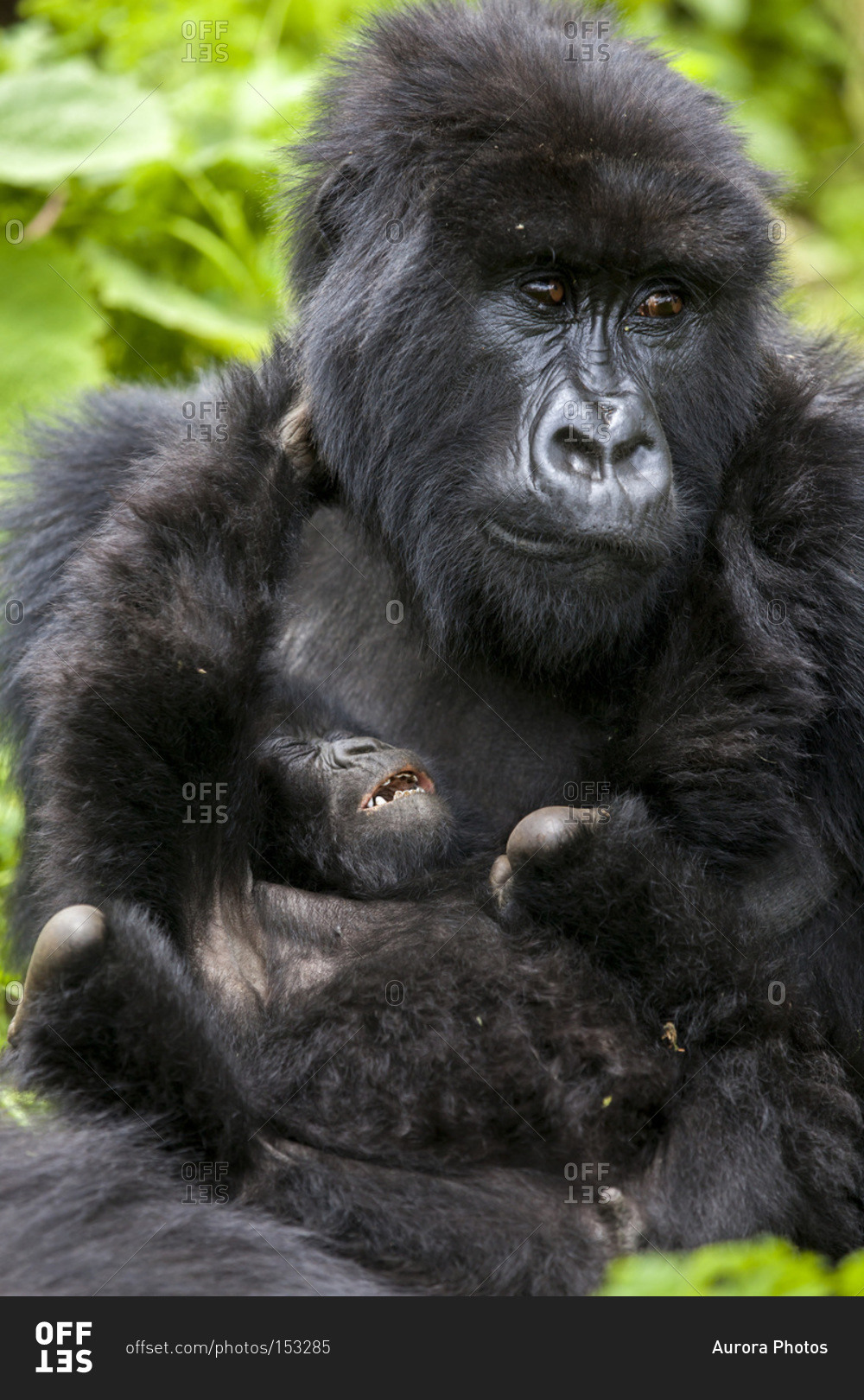 A mother gorilla looks exhausted as her infant tries to wrestle with