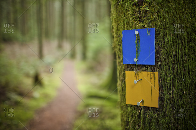 Blue and yellow trail markers