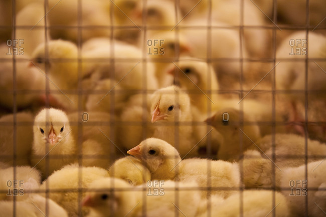Dozen of chicks sitting in a poultry barn behind fenced area in British Columbia, Canada