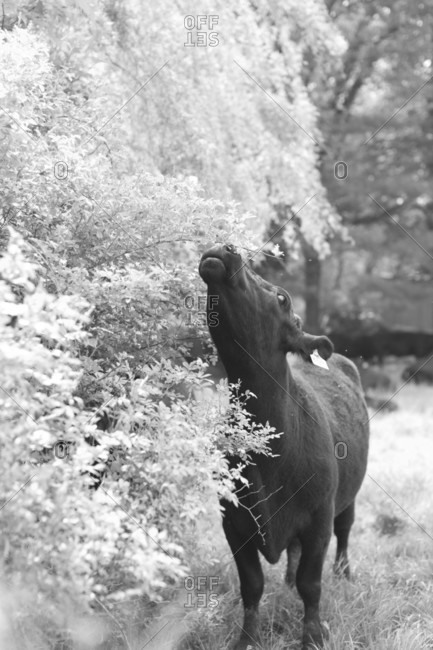 Cow eating from tree