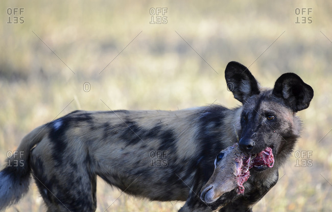 Wild dog, Moremi Game Reserve, Okavango Delta, Botswana