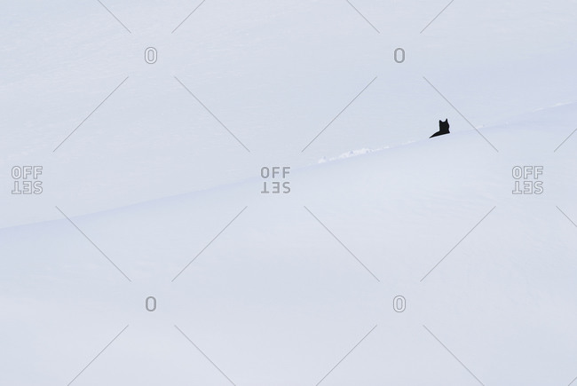 Black cat on snow covered white slope Minimal