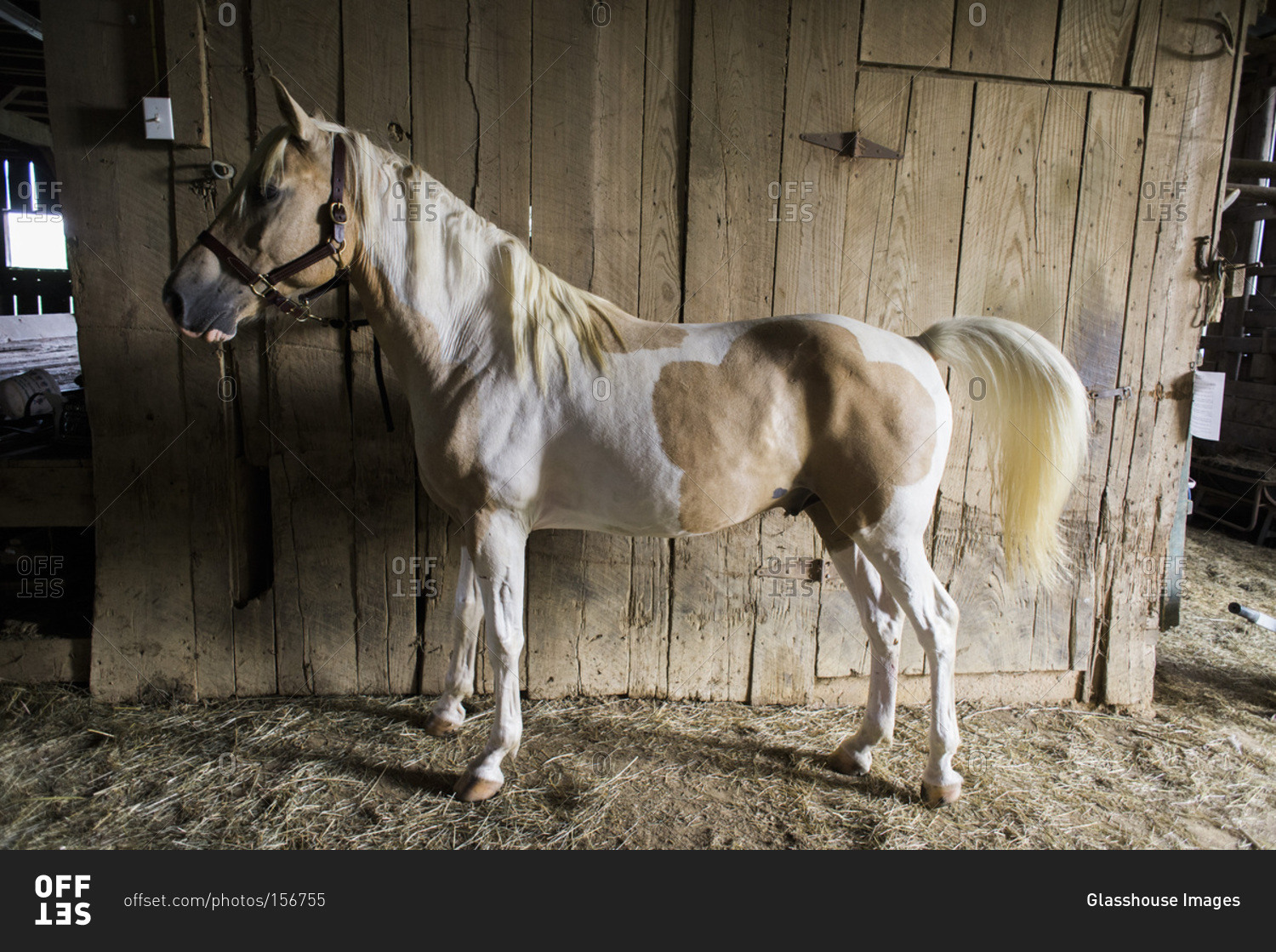Horse tied in barn, profile